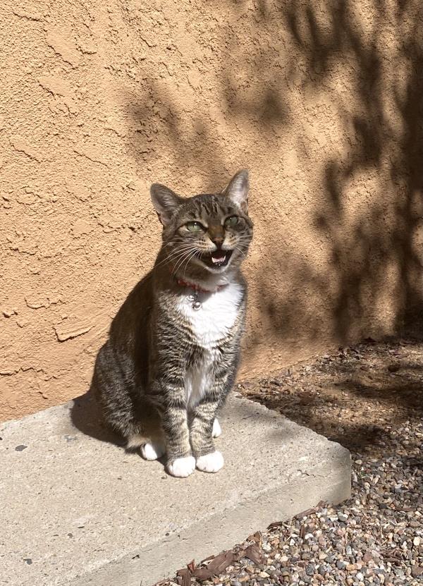 /images/uploads/the santa fe new mexican/santafepetcontest-2025/entries/31660thumb.jpg